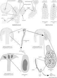 Mosses, liverworts, and hornworts still persist in most terrestrial habitats to a greater or lesser degree, however. Liverwort An Overview Sciencedirect Topics