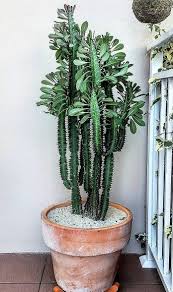 Image result for Euphorbia lividiflora