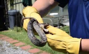 Snake removal and wildlife control services