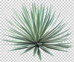 Agave Angustifolia Plant Tree Desert Png Clipart Agave Agave Trees To Plant Desert Plants Landscaping Plant Images