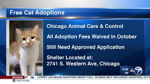 Pet adoption saves the lives of homeless dogs and cats. Free Cat Kitten Adoptions All Month At Chicago Animal Care And Control Abc7 Chicago