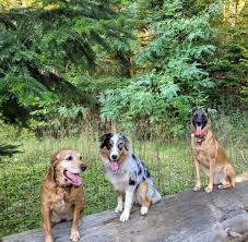 La bande à Picsoue : Médiation Animale, Education Canine