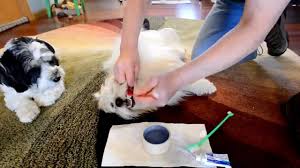 Advice from breed experts to make a safe choice. How I Clean My Dogs Teeth Havanese And Coton De Tulear Youtube
