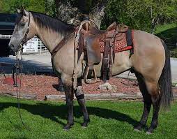 Krog Classy Cowboy X Zippo Cash Bar - Beautiful Grulla Roan Gelding Horses Roping Horse Beautiful Horses
