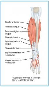 What is the anatomical term for your calf muscle of the lower leg : Why You Need To Look After Your Calves And Lower Leg