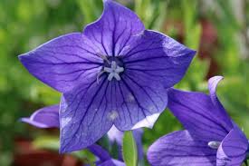 Flowers that bloom in july and august uk. 17 Flowering Perennials That Will Grow Anywhere Gardener S Path