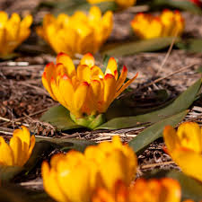 Image result for Daubenya