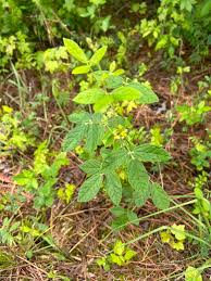 Image result for Rhynchosia tricuspidata