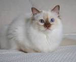 Ragdoll & American Shorthair Kittens