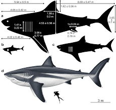 This means they came about approximately 23 million years ago, and died off around 2 million years ago. Haie So Gewaltig Wurde Megalodon Tatsachlich Spektrum Der Wissenschaft