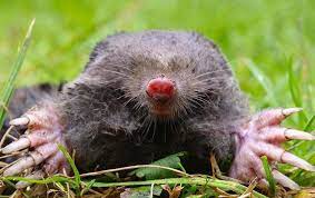 Moles are surprising little mammals with pointed muzzles, tiny eyes, and bodies shaped like idaho potatoes. How To Get Rid Of Moles In Your Yard And Garden 2021