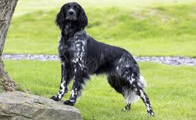 Image result for Velký münsterlandský ohař