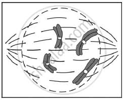 Introduction to the wonder and miracle of cells. Given Below Is A Diagram Representing A Stage During Mitotic Cell Division Study It Carefully And Answer The Questions Which Follow Biology Shaalaa Com