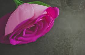 Bouquets de fleurs en papier. Creer Une Fleur Geante En Papier Crepon Idee Creative