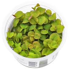 Image result for Phyllanthus