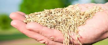 All purpose pasture grass seed. Finding The Best Grass Seed For Your Lawn