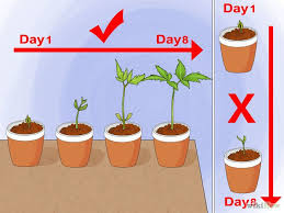 How To Grow A Sunflower In A Pot Growing Sunflowers From Seed Growing Sunflowers Potted Sunflowers