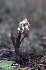 Image result for Zeuxine