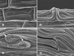 Image result for Rhipidoglossum ovale