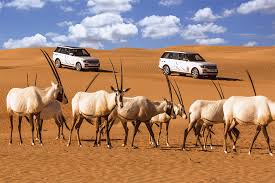 Image result for Dubai Desert Conservation Centre