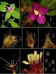 Image result for Antherotoma angustifolia