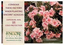 Discover The Benefits Of Planting Encore Azaleas In Fall Azaleas Fall Plants Azaleas Care