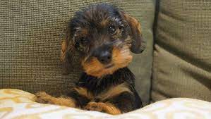 Willow Springs Miniature Wirehaired Dachshunds Wire Haired Dachshund Dachshund Puppies Cute Dogs