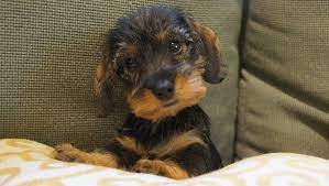 Or send an email at longdox@comcast.net. Willow Springs Miniature Wirehaired Dachshunds Wire Haired Dachshund Cute Dogs Dachshund Puppies