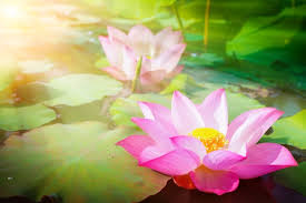 Beautiful Pink Lotus Flower In Nature With Sunrise For