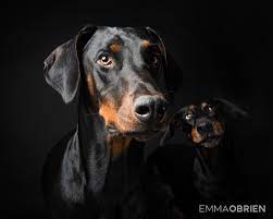 Doberman Dog Studio Portraits Pretoria South Africa Photography By Emma Dog Portrait Photography Africa Photography Personalized Dog Art