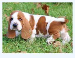 This breed started to become popular in the 1800's and made it's way over to america. The Single Most Important Thing You Need To Know About Basset Hound For Sale Dog Breed