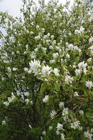 Image result for Amelanchier alnifolia