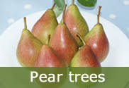 Buy the best fruit trees for your backyard orchard from grandpa's orchard fruit tree nursery! Fruit Trees For Sale Buy Online From The Fruit Tree Specialists