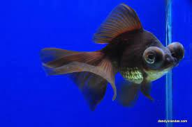 Other than its telescoping eyes and slightly smaller size, a basic telescope goldfish is very similar to the fantail goldfish. Purple Butterfly Telescope Dandyorandas Com Purple Butterfly Butterfly Telescope Goldfish Goldfish