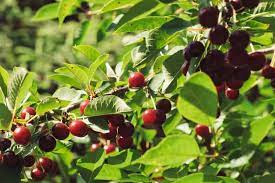 Since higher altitude areas are often desert, you really have to water your garden. What Fruit Grows At High Altitude Backyard Sidekick