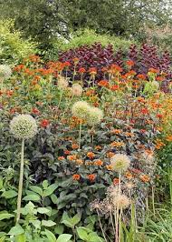 Image result for Lychnis chalcedonica `Dusky Salmon`