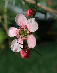 Maybe you would like to learn more about one of these? Tea Tree Flower Australian Free Photo On Pixabay