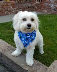 Bowe Print Dog Bandana, Dog Bandana, Pet Bandana , Flannel Bandana, Dog  Accessories