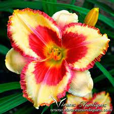 Hallo France Jaimes 2016 Day Lilies Beautiful Flowers Wallpapers Beautiful Rose Flowers