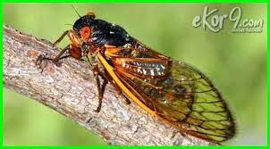 Pengertian Metamorfosis Tidak Sempurna Fase Dan 10 Contoh Hewannya Dunia Fauna Hewan Binatang Tumbuhan Hewan Binatang Alam