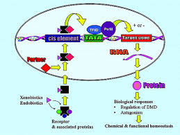 Image result for xenobiotics