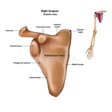 Much of your shoulder motion is between the scapula and the chest. Structure Of Scapula Shoulder Blade Or Wing Bone Part Of Human Skeleton Design For Infographic Medical Poster Or Stock Vector Illustration Of Design Physiology 110274543