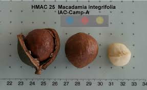 Image result for Macadamia aff. integrifolia