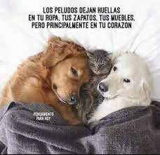 No Olvidarte De Seguirnos Amoalosanimalesconlocura Perros Perritos Perrito Perro A Saludos De Buenas Noches Buenas Noches Imagenes De Buenas Noches