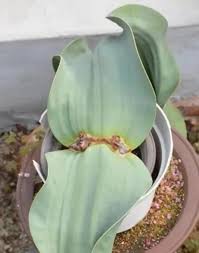 Image result for Tridentea marientalensis