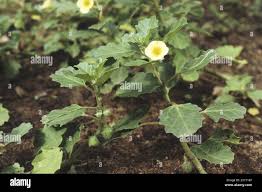 Image result for Pedalium