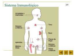 Sistemas Del Cuerpo Humano Para Ninos 80 Imagenes E Informacion Sistemas Del Cuerpo Cuerpo Humano Sistemas Del Cuerpo Humano