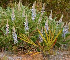 Image result for Landolphia cuneifolia