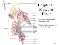 Chapter 10 Muscular Tissue Basic Anatomy And Physiology Cardiac Muscle Cell Duchenne Muscular Dystrophy