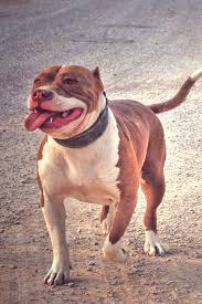 Kral Pitbull Pitbull